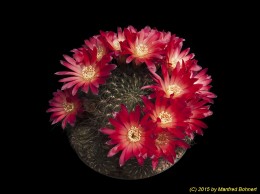 Sulcorebutia steinbachii v. steinbachii WR56 2218